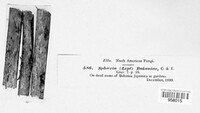 Sphaeria bocconiae image
